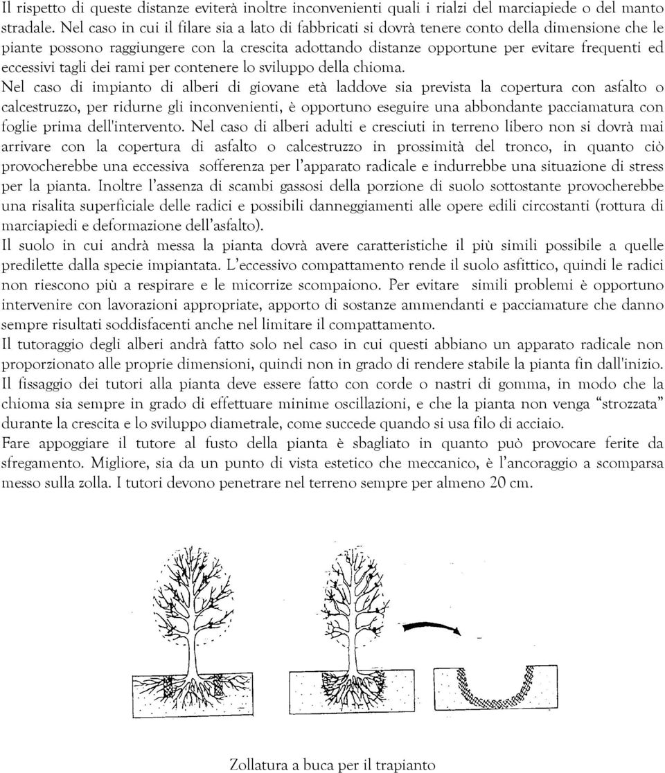 eccessivi tagli dei rami per contenere lo sviluppo della chioma.