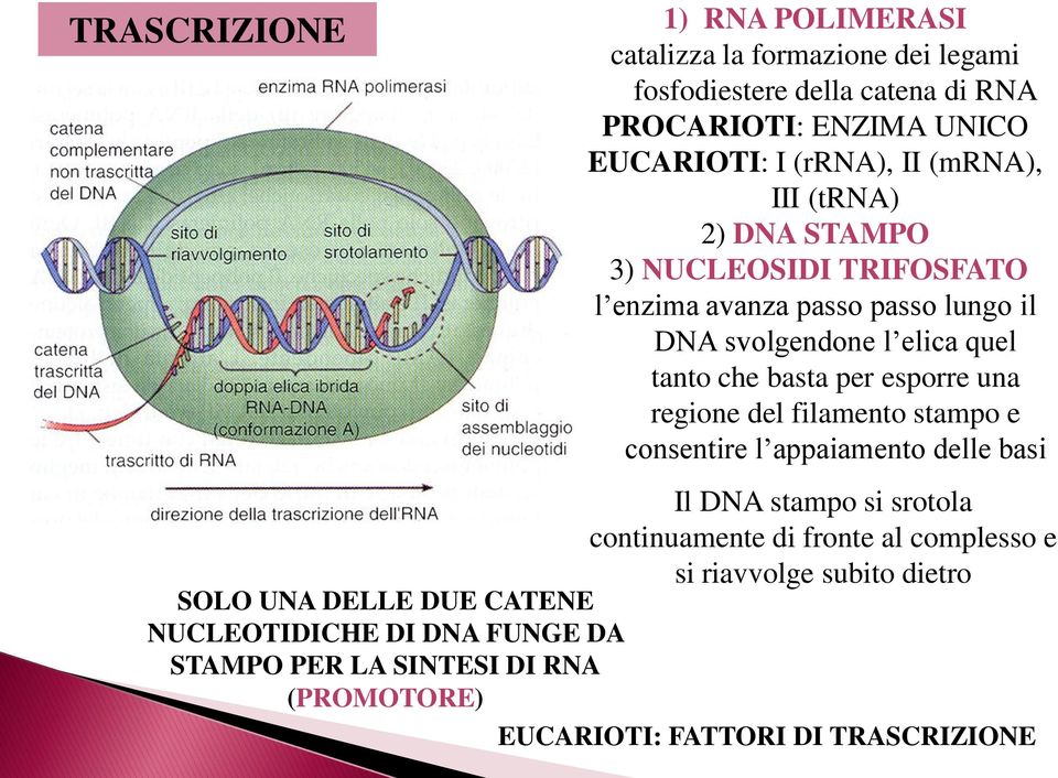 esporre una regione del filamento stampo e consentire l appaiamento delle basi Il DNA stampo si srotola continuamente di fronte al complesso e si