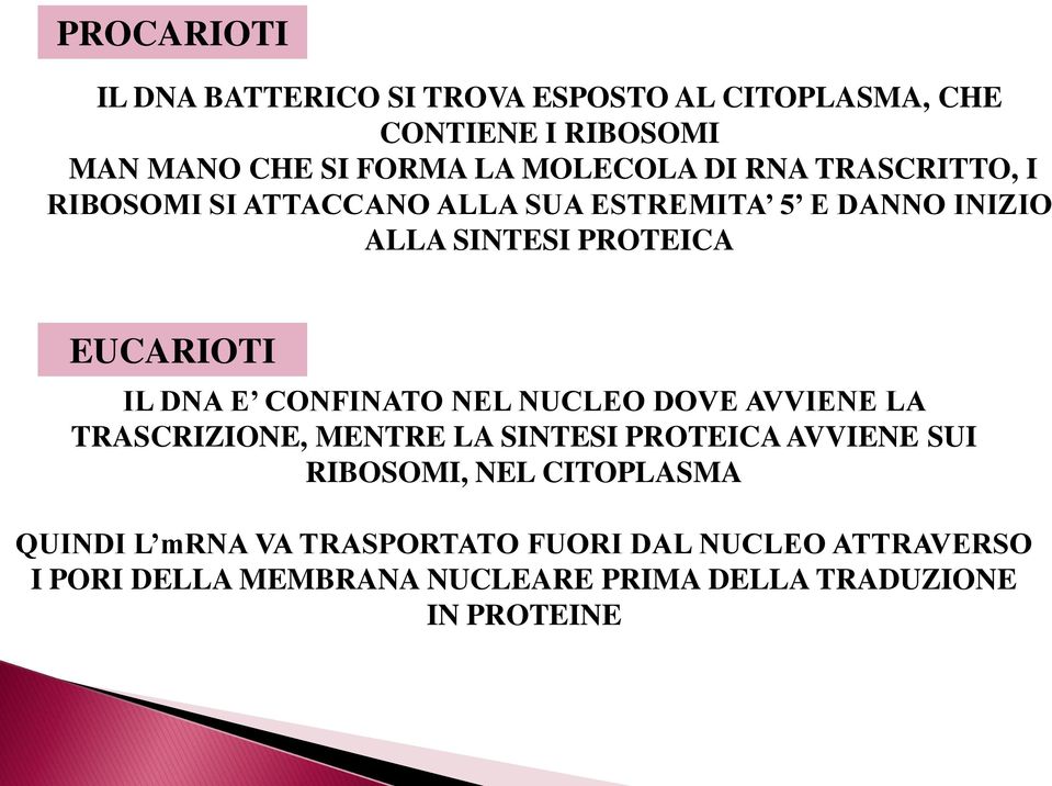 E CONFINATO NEL NUCLEO DOVE AVVIENE LA TRASCRIZIONE, MENTRE LA SINTESI PROTEICA AVVIENE SUI RIBOSOMI, NEL CITOPLASMA