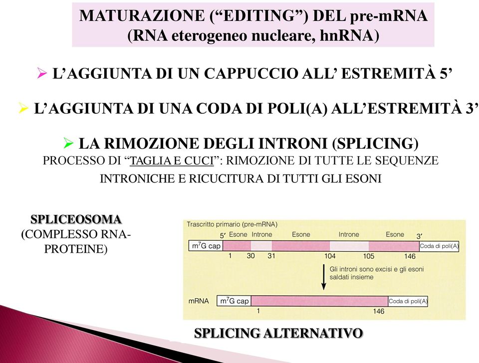 DEGLI INTRONI (SPLICING) PROCESSO DI TAGLIA E CUCI : RIMOZIONE DI TUTTE LE SEQUENZE