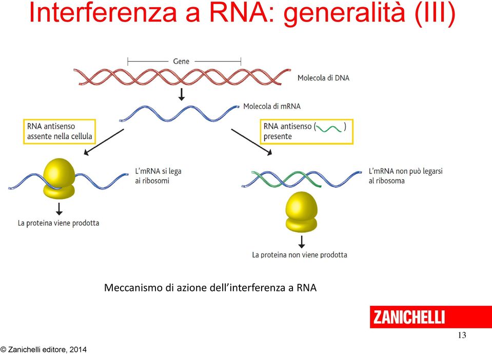 Meccanismo di azione