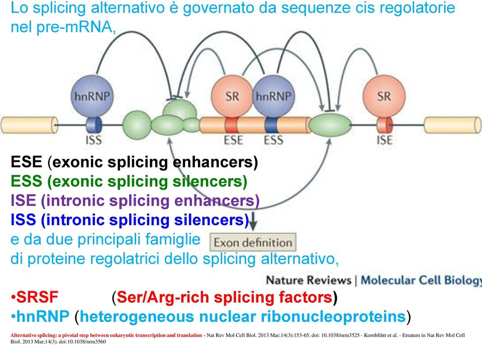 splicing factors) hnrnp (heterogeneous nuclear ribonucleoproteins) Alternative splicing: a pivotal step between eukaryotic transcription and translation -