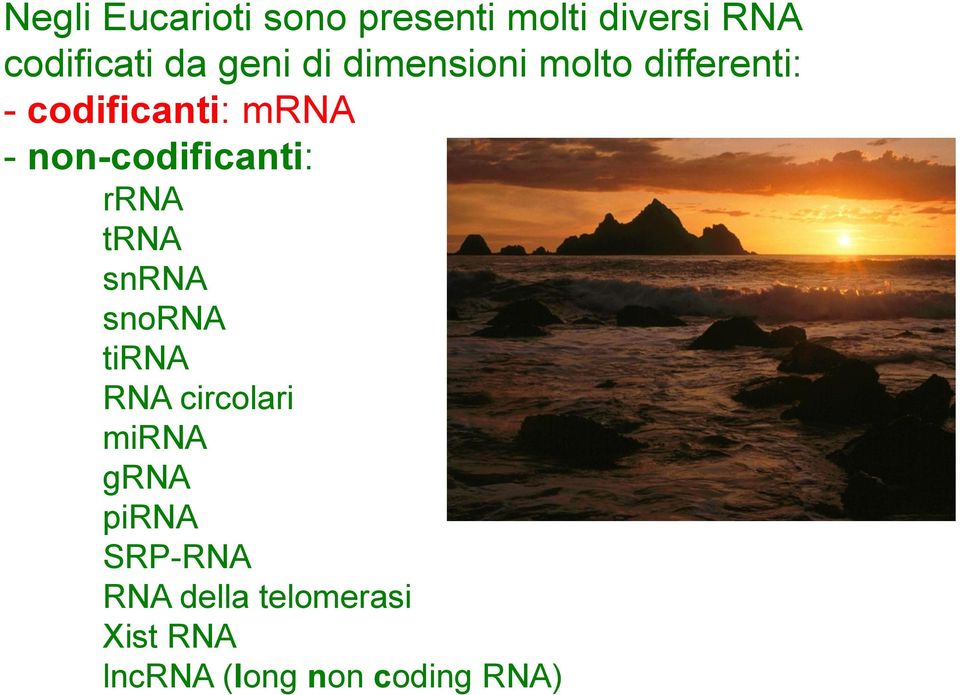 non-codificanti: rrna trna snrna snorna tirna RNA circolari mirna