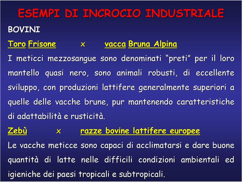 vacche brune, pur mantenendo caratteristiche di adattabilità e rusticità.