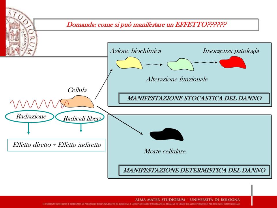 funzionale MANIFESTAZIONE STOCASTICA DEL DANNO Radiazione Radicali