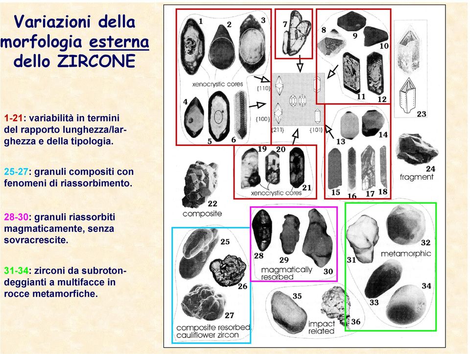 25-27: granuli compositi con fenomeni di riassorbimento.