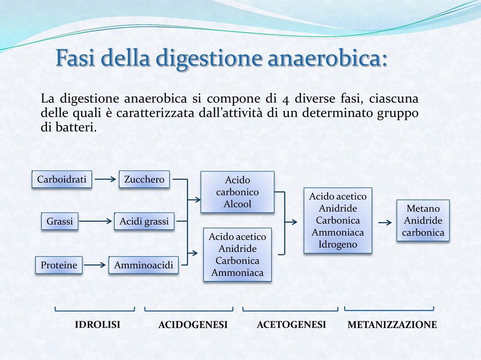 Carboidrati Grassi Proteine Zucchero Acidi grassi Amminoacidi Acido carbonico Alcool Acido acetico Anidride