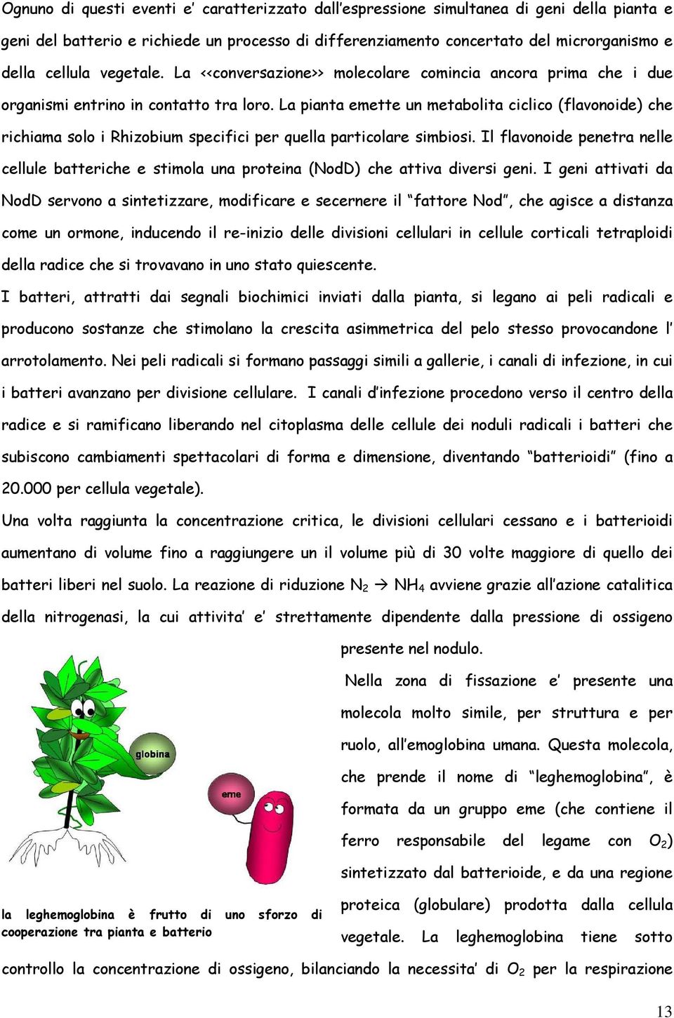 La pianta emette un metabolita ciclico (flavonoide) che richiama solo i Rhizobium specifici per quella particolare simbiosi.