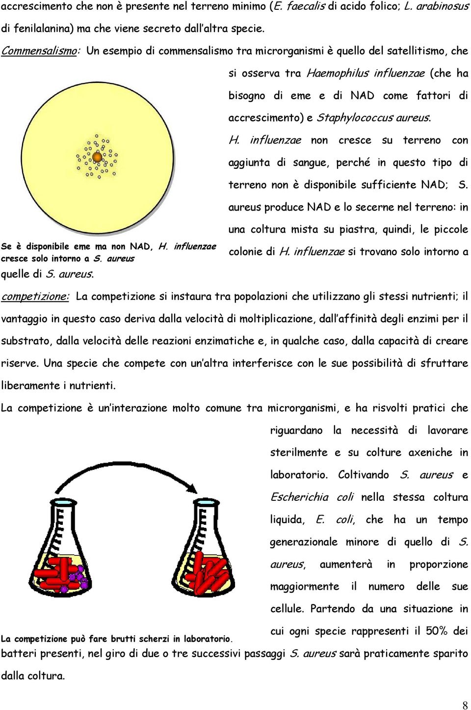 Staphylococcus aureus. H. influenzae non cresce su terreno con aggiunta di sangue, perché in questo tipo di terreno non è disponibile sufficiente NAD; S.