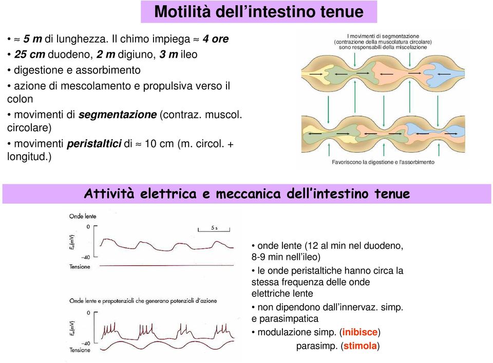 di segmentazione (contraz. muscol. circolare) movimenti peristaltici di 10 cm (m. circol. + longitud.