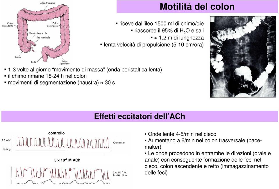 h nel colon movimenti di segmentazione (haustra) 30 s Effetti eccitatori dell ACh controllo 5 x 10-7 M ACh Onde lente 4-5/min nel cieco Aumentano a