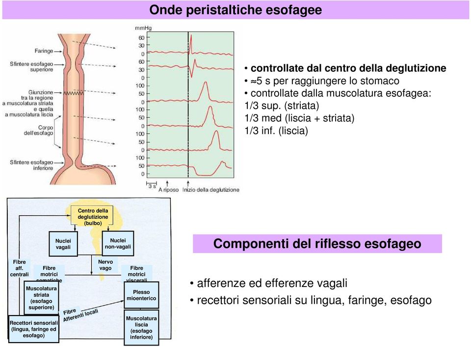 (liscia) Nuclei Nuclei vagali vagali Centro della deglutizione (bulbo) Nuclei Nuclei non-vagali nonvagali Componenti del riflesso esofageo Fibre aff.