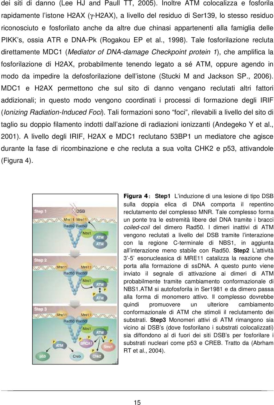 famiglia delle PIKK s, ossia ATR e DNA-Pk (Rogakou EP et al., 1998).