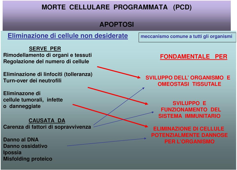 di fattori di sopravvivenza Danno al DNA Danno ossidativo Ipossia Misfolding proteico meccanismo comune a tutti gli organismi FONDAMENTALE PER