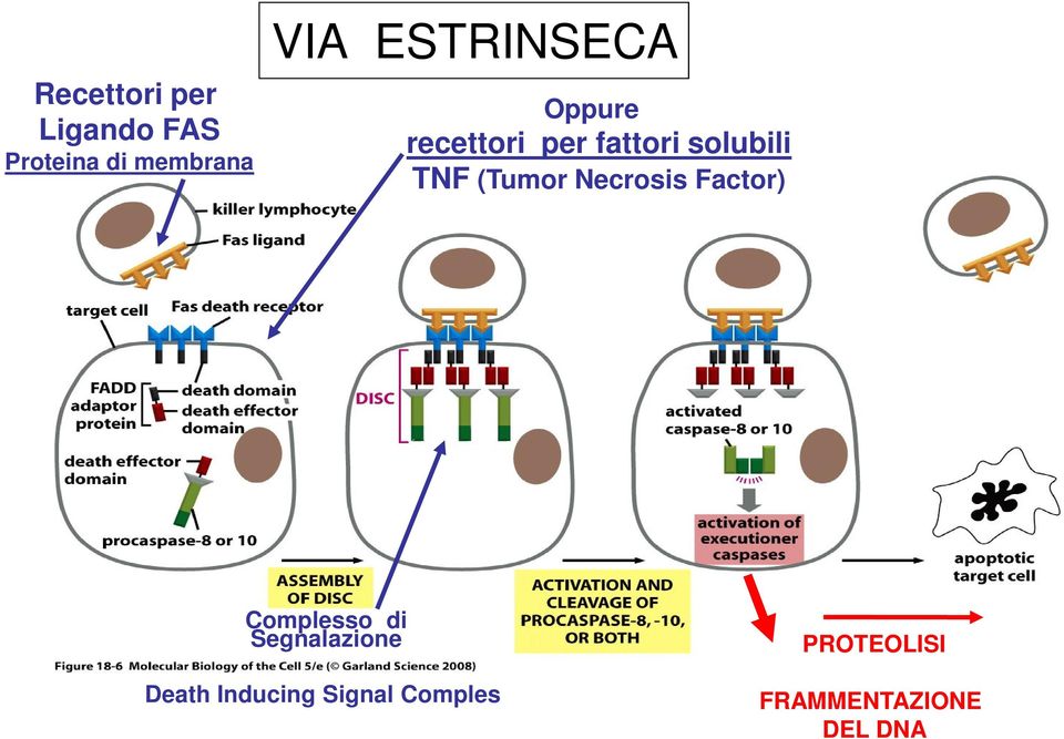 (Tumor Necrosis Factor) Complesso di Segnalazione