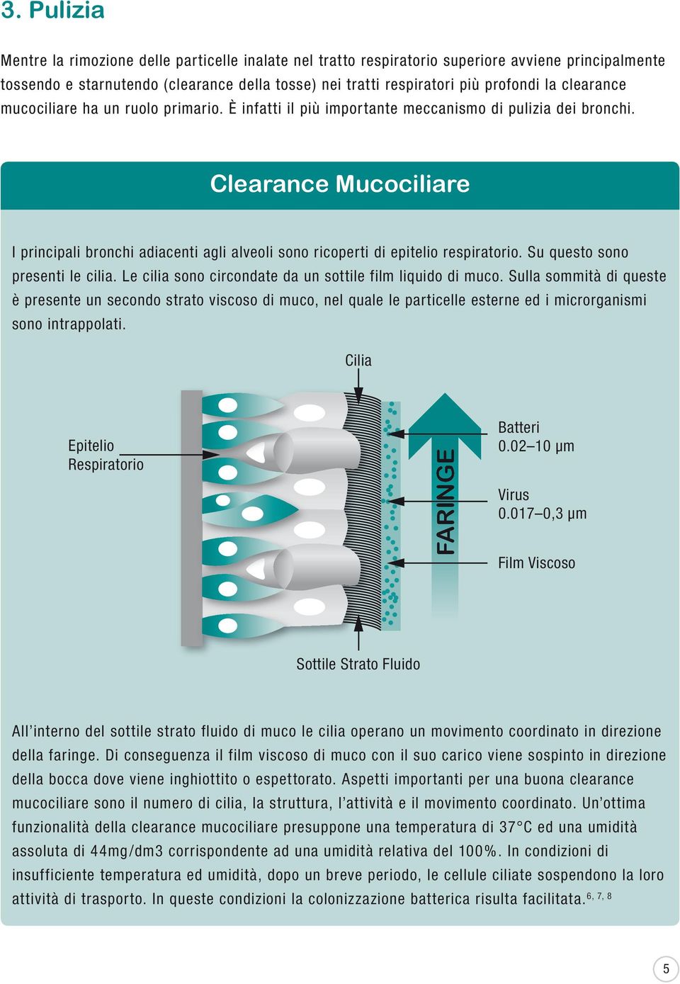 Clearance Mucociliare I principali bronchi adiacenti agli alveoli sono ricoperti di epitelio respiratorio. Su questo sono presenti le cilia.