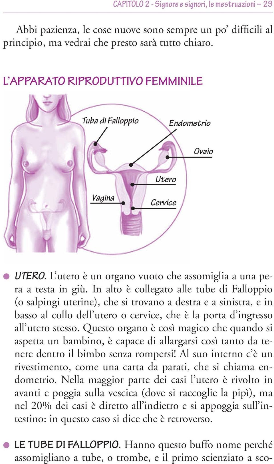 In alto è collegato alle tube di Falloppio (o salpingi uterine), che si trovano a destra e a sinistra, e in basso al collo dell utero o cervice, che è la porta d ingresso all utero stesso.