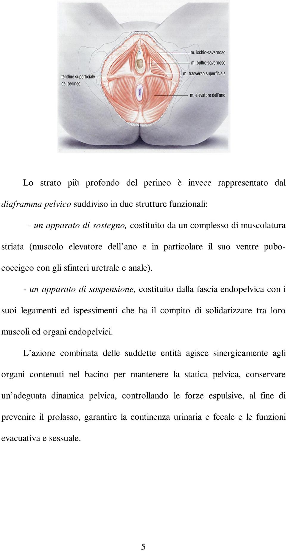 - un apparato di sospensione, costituito dalla fascia endopelvica con i suoi legamenti ed ispessimenti che ha il compito di solidarizzare tra loro muscoli ed organi endopelvici.