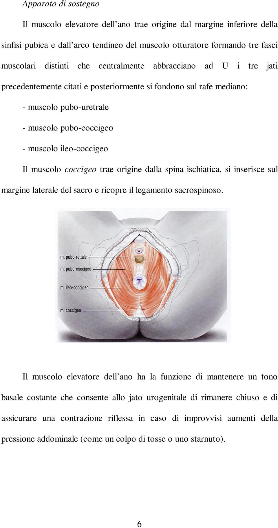 coccigeo trae origine dalla spina ischiatica, si inserisce sul margine laterale del sacro e ricopre il legamento sacrospinoso.