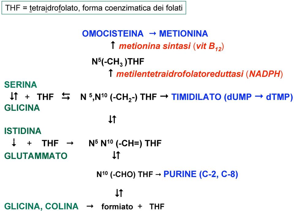 THF N 5,N 10 (-CH 2 -) THF TIMIDILATO (dump dtmp) GLICINA ISTIDINA + THF N 5 N 10