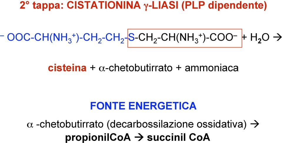 α-chetobutirrato + ammoniaca FONTE ENERGETICA α