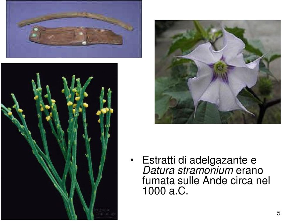 stramonium erano