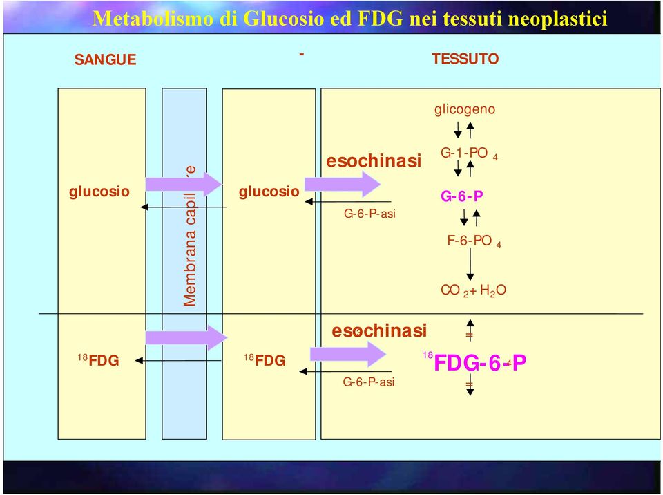 glucosio esochinasi G-6-P-asi G-1-PO 4 G-6-P F-6-PO 4 CO