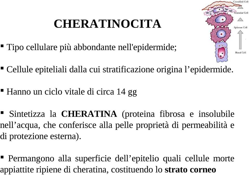 Hanno un ciclo vitale di circa 14 gg Sintetizza la CHERATINA (proteina fibrosa e insolubile nell acqua, che