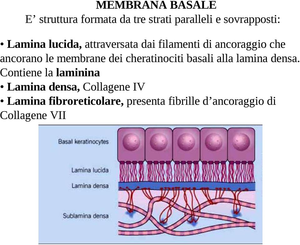 membrane dei cheratinociti basali alla lamina densa.