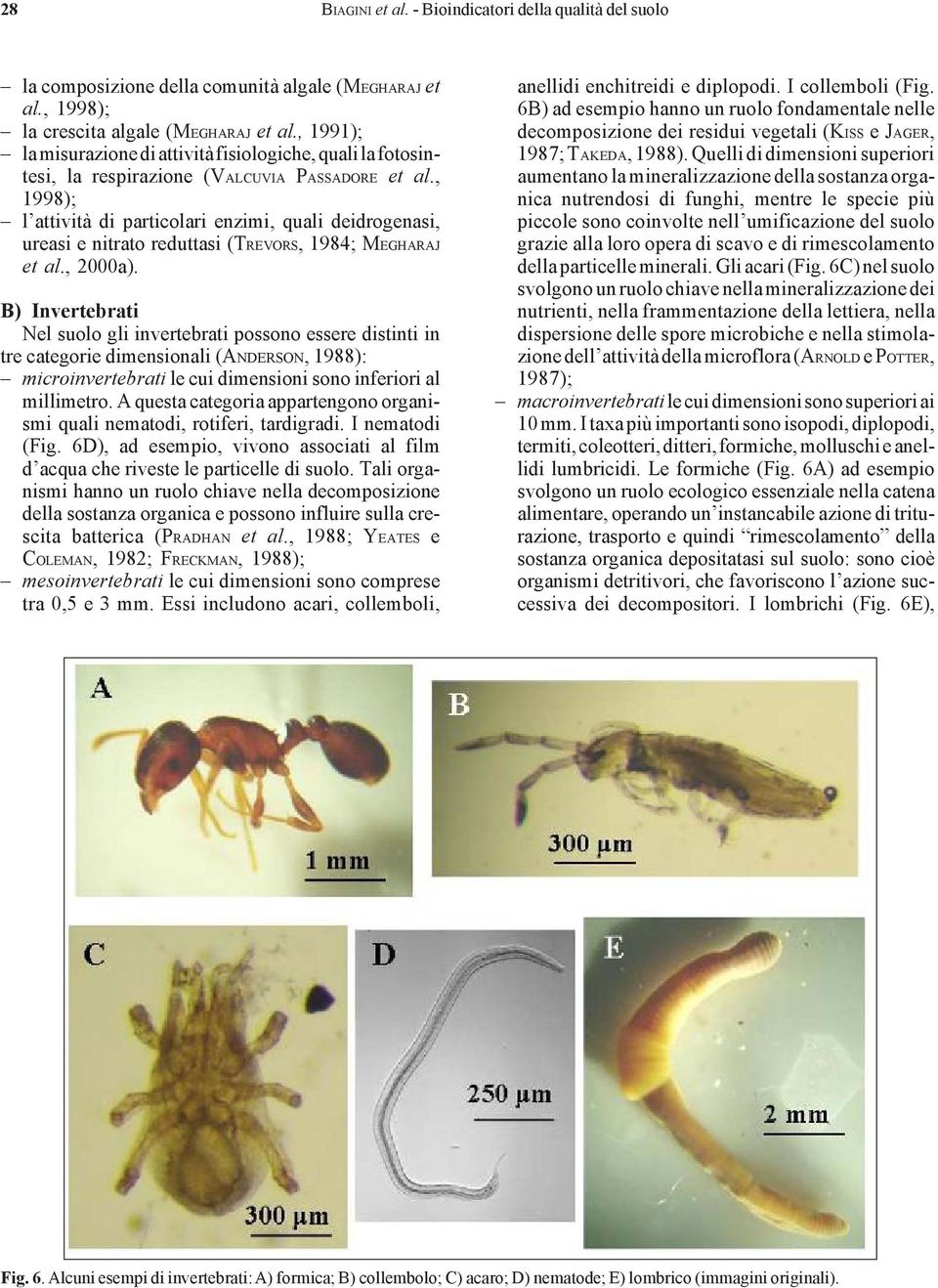 , 1998); l attività di particolari enzimi, quali deidrogenasi, ureasi e nitrato reduttasi (TREVORS, 1984; MEGHARAJ et al., 2000a).