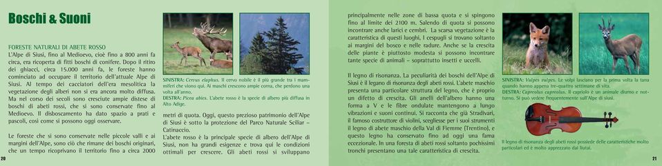 Ma nel corso dei secoli sono cresciute ampie distese di boschi di abeti rossi, che si sono conservate fino al Medioevo.