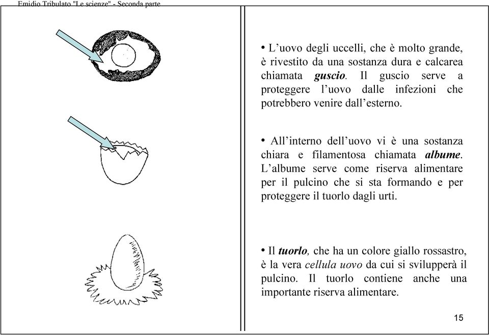 All interno dell uovo vi è una sostanza chiara e filamentosa chiamata albume.