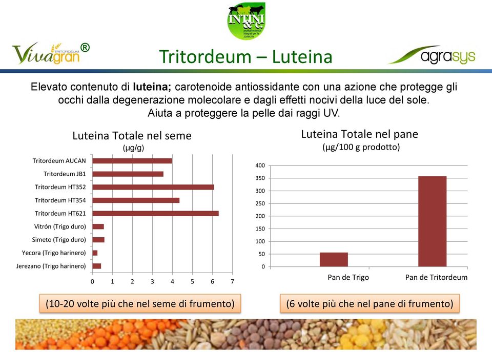 Tritordeum AUCAN Tritordeum JB1 Tritordeum HT352 Tritordeum HT354 Tritordeum HT621 Vitrón (Trigo duro) Simeto (Trigo duro) Yecora (Trigo harinero) Jerezano