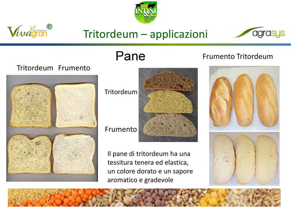 tritordeum ha una tessitura tenera ed elastica, un