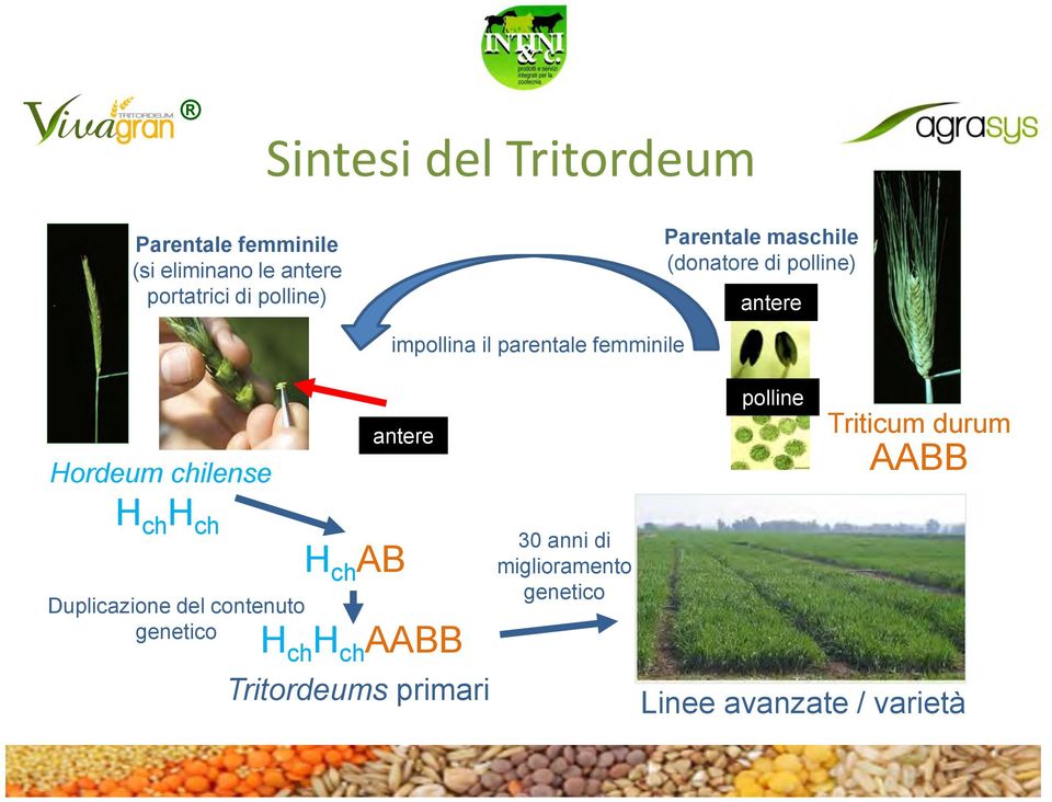 contenuto genetico H ch AB H ch H ch AABB Tritordeums primari impollina il parentale