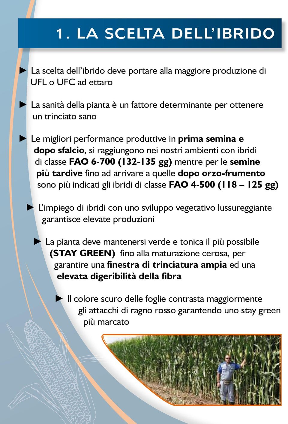 orzo-frumento sono più indicati gli ibridi di classe FAO 4-500 (118 125 gg) L impiego di ibridi con uno sviluppo vegetativo lussureggiante garantisce elevate produzioni La pianta deve mantenersi