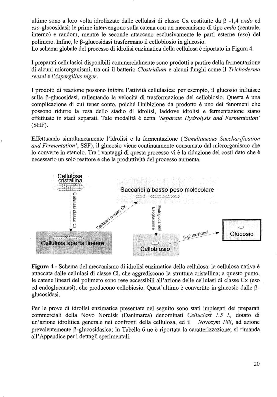 Lo schema globale del processo di idrolisi enzimatica della cellulosa è riportato in Figura 4.
