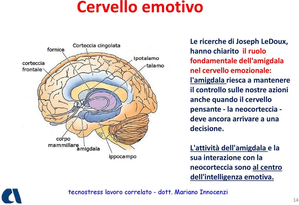 azioni anche quando il cervello pensante - la neocorteccia - deve ancora arrivare a una