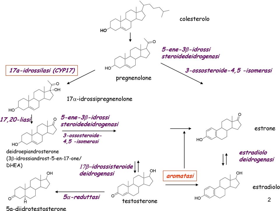 (3bidrossiandrost5en17one/ DHEA) 5ene3bidrossi steroidedeidrogenasi 3ossosteroide 4,5 isomerasi