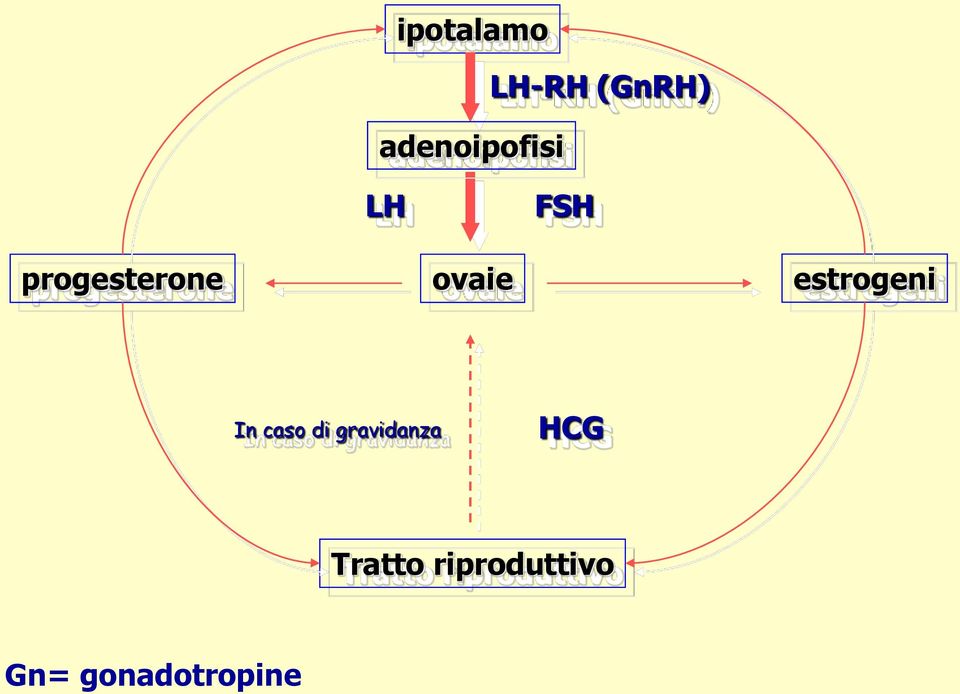 estrogeni In caso di gravidanza