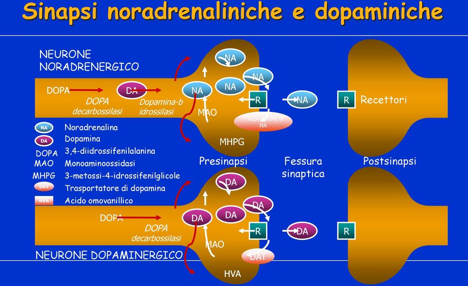 3-metossi-4-idrossifenilglicole Trasportatore di dopamina Acido omovanillico DOPA DOPA decarbossilasi NEURONE