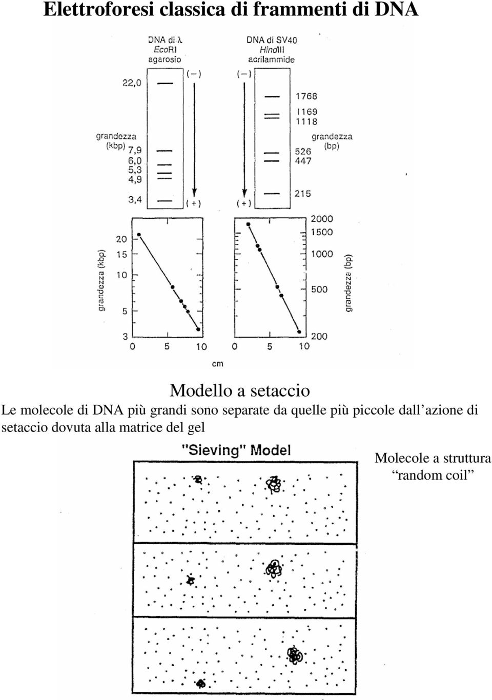 da quelle più piccole dall azione di setaccio dovuta