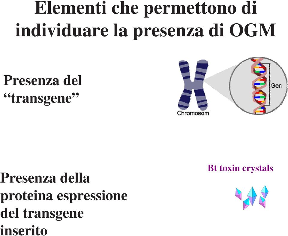 transgene Presenza della proteina