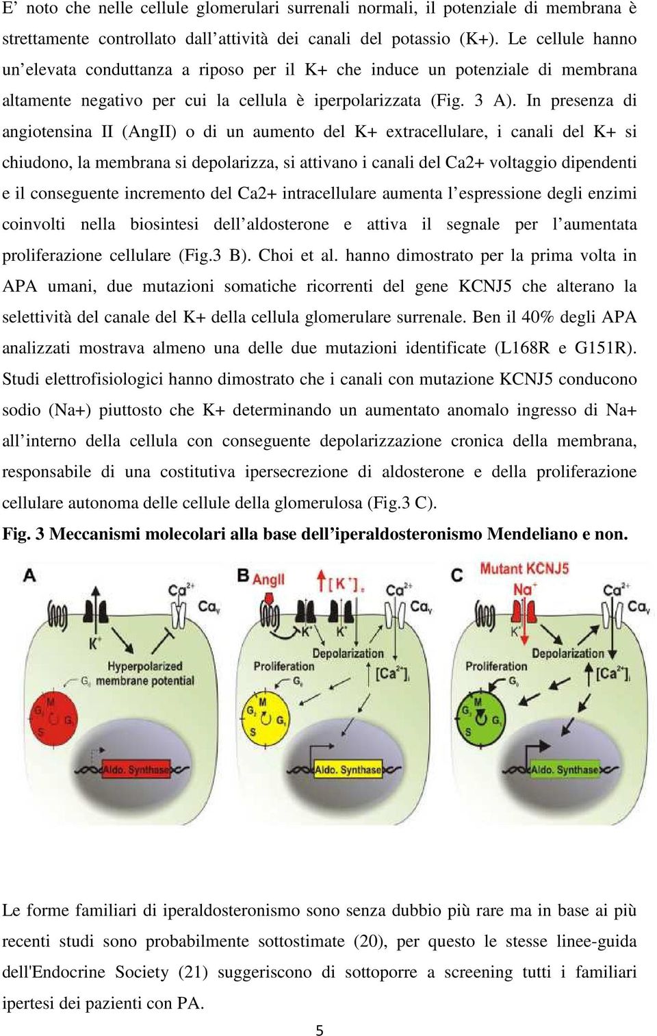 In presenza di angiotensina II (AngII) o di un aumento del K+ extracellulare, i canali del K+ si chiudono, la membrana si depolarizza, si attivano i canali del Ca2+ voltaggio dipendenti e il