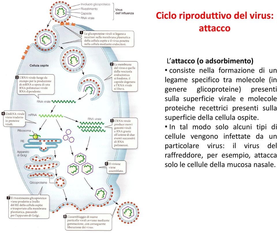 recettrici presenti sulla superficie della cellula ospite.