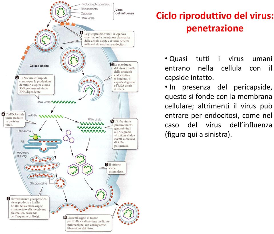 In presenza del pericapside, questo si fonde con la membrana cellulare;