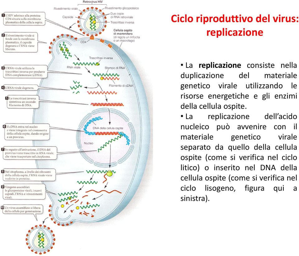 La replicazione dell acido nucleico può avvenire con il materiale genetico virale separato da quello della