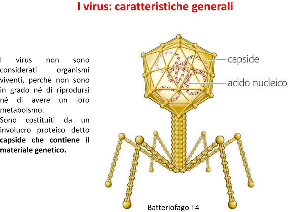 di avere un loro metabolsmo.