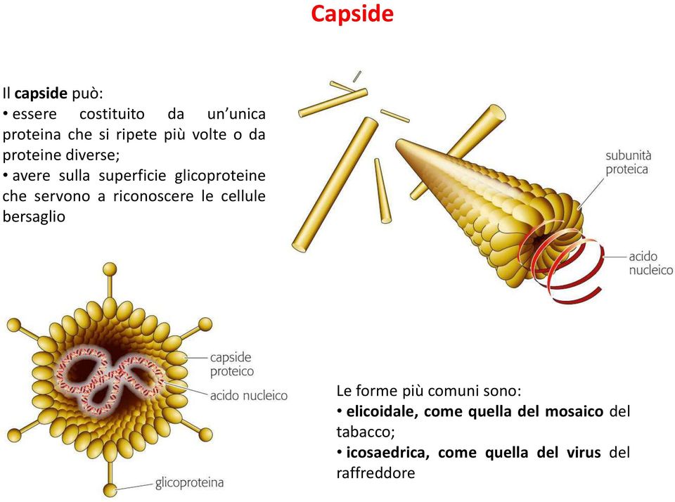 servono a riconoscere le cellule bersaglio Le forme più comuni sono: