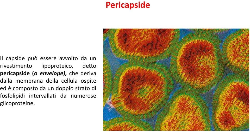 dalla membrana della cellula ospite ed è composto da un